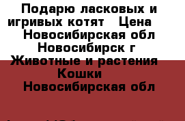 Подарю ласковых и игривых котят › Цена ­ 1 - Новосибирская обл., Новосибирск г. Животные и растения » Кошки   . Новосибирская обл.